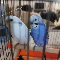 مرغ عشق به همراه قفس معاوضه با جوجه عروس هلندی