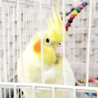 یک جفت عروس هلندی نر وماده