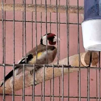 سهره نر مست وبخون|پرنده|اصفهان, وحید|دیوار