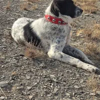 توله سگ ماده ۷ماهه