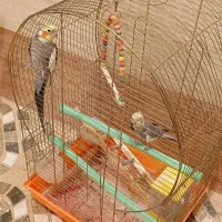 عروس هلندی نر بالغ سخنگو