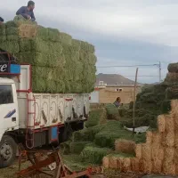 خریدار یونجه، کلوش بصورت عمده وخرده، نقدی