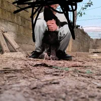 فروش مرغ برهما بلک و لایت