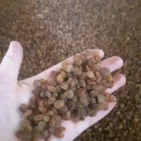 کشمش ملایر مرتضی