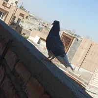 کبوتر سیاه شازده