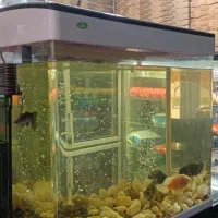 ماهی گوشتخوار