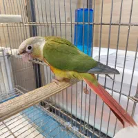 گرینچیک|پرنده|کرج, فاز ۳ گوهردشت|دیوار