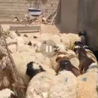گوسفند