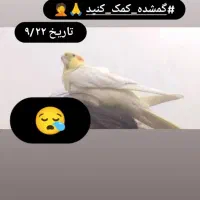 طوطی