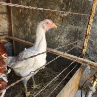 خروس لاری ،مرغ لاری و جوجه خروس لاری|حیوانات مزرعه|شیراز, شهرک سعدی|دیوار