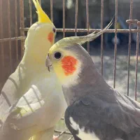 عروس هلندی جفت