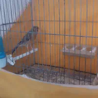 قناری نر مست