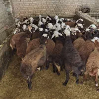 بره نر افشار