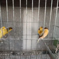 قناری نر بخون جوان|پرنده|گلپایگان, |دیوار
