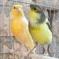 یک جفت قناری برای فروش قیمت ۳ میلیون تومان مقطوع