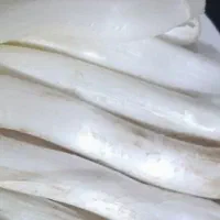 کنگر بابهترین کیفیت بالا