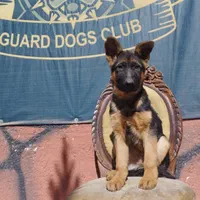 توله ژرمن بلک ژرمن رکسی و روت واایلر نر ماده|سگ|تهران, شهرک فردوس (حسینی)|دیوار