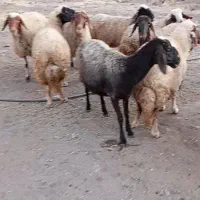 فروش میش سنجابی داشتی