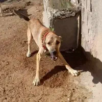 سگ نگهبان سفت