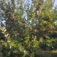 معاوضه باغ و خودرو
