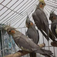 عروس هلندی|پرنده|عجب شیر, |دیوار