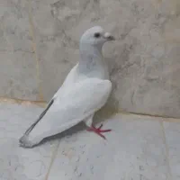 کفتر عودی شامی