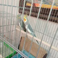 عروس هلندی مولد|پرنده|قزوین, |دیوار