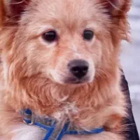 گمشده|حیوانات|کرج, کمال‌شهر|دیوار