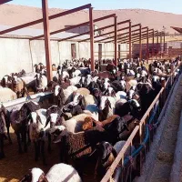 بره نر چاق