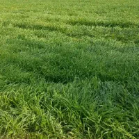 6-هکتار-زمین-کشاورزی-هیئتی