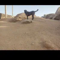 این حیوونا از بیرجندب نیشابورداوطلبداریم بیارنشون