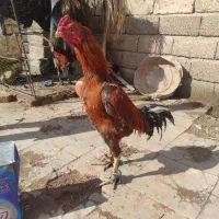 تخم لاری اصل