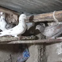 کبوتر تهرانی