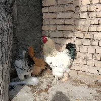 مرغ گلین و مرغ و خروس برهما|حیوانات مزرعه|مبارکه, |دیوار