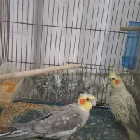 یک جفت عروس هلندی نیمه دستی|پرنده|قم, پردیسان|دیوار