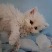 واگذاری گربه ۲ ماهه نژاد بریتیش