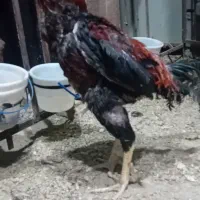 مرغ خروس لای