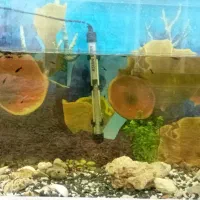 آکواریوم|ماهی|رفسنجان, |دیوار