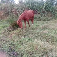 فروش یک راس مادیان به همراه کر اسب .نژاد کرد|اسب و تجهیزات اسب‌سواری|شفت, |دیوار