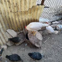 چندتا جوجه ۶ماهه رسمی ولاری به فروش میرسه|حیوانات مزرعه|اسلامشهر, مطهری|دیوار