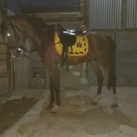 اسب نریان|اسب و تجهیزات اسبسواری|اراک, |دیوار