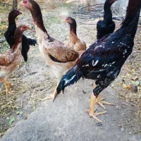 سلام  ۷ عدد جوجه اوشامو|حیوانات مزرعه|طرقبه, |دیوار