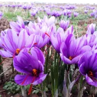 کارگاه پرورش گیاهان دارویی،زعفران گلخانه ای وخاکی|خدمات آموزشی|نجف‌آباد, امام خمینی|دیوار