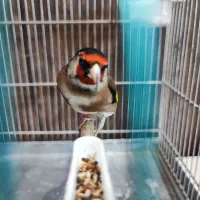 سهره زاغ سیاه سر دهن دار