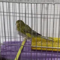 قناری رسمی بلند ۵تومن|پرنده|ملایر, |دیوار