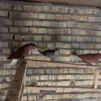 دمسفیدماده|پرنده|خرمشهر, |دیوار