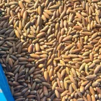 بلوط درجه یک ریز|حیوانات مزرعه|شوشتر, |دیوار