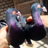 دنش