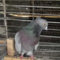 کبوتر سبز کلاه دار