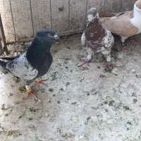 2عدد سوسکی کاکلی نر کفتر بوم